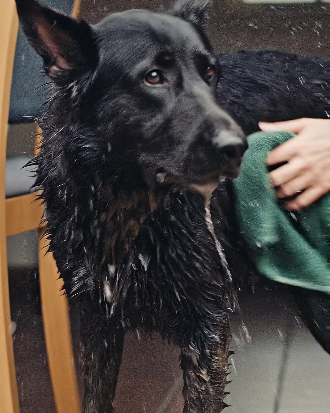 A soaked, muddy black German Shepherd being dried with the green towel just inside the door