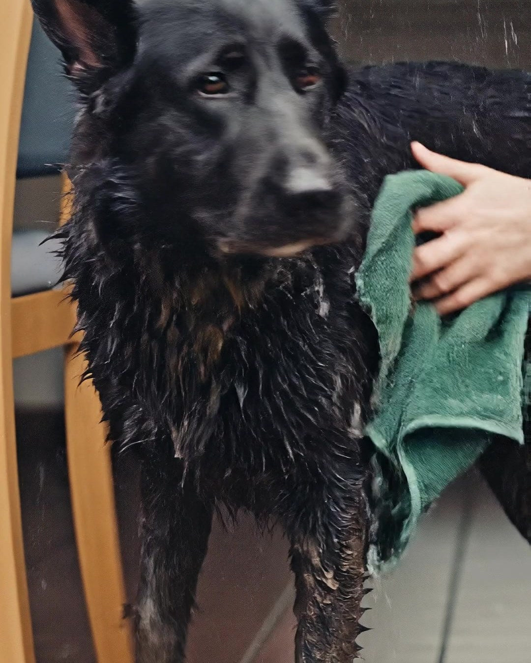 A soaked, muddy black German Shepherd being dried with the green towel just inside the door