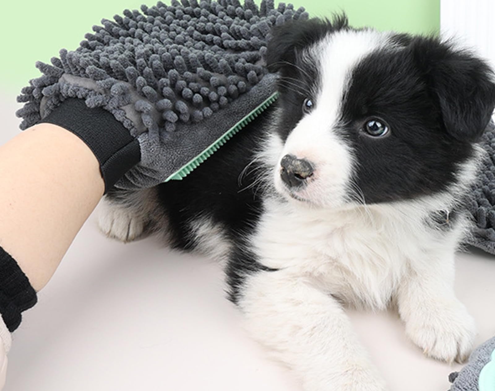 The glove being used on a border collie puppy